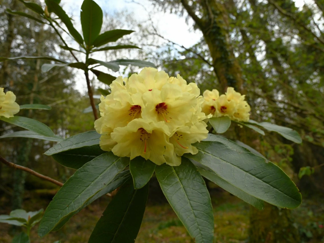 'Nancy Evans' X campylocarpum x macabeanum